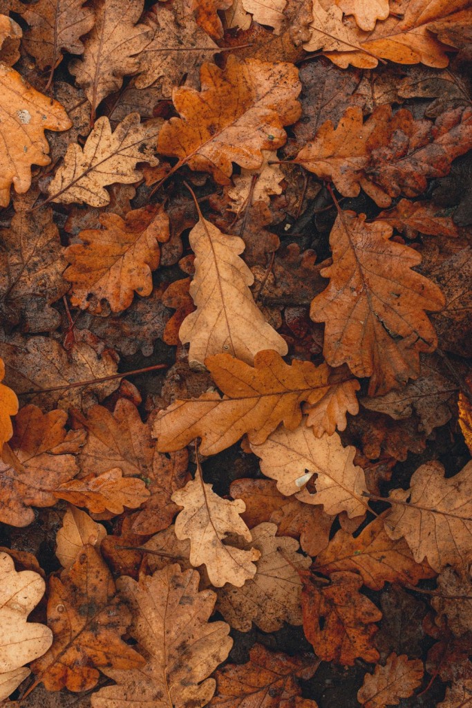 Free fall bereavement newsletter
