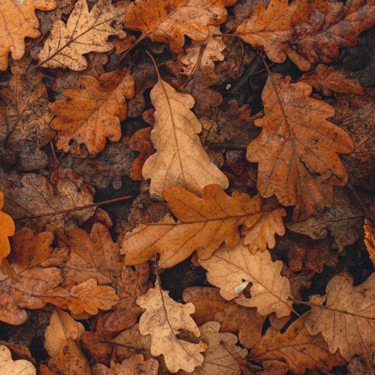 Free fall bereavement newsletter