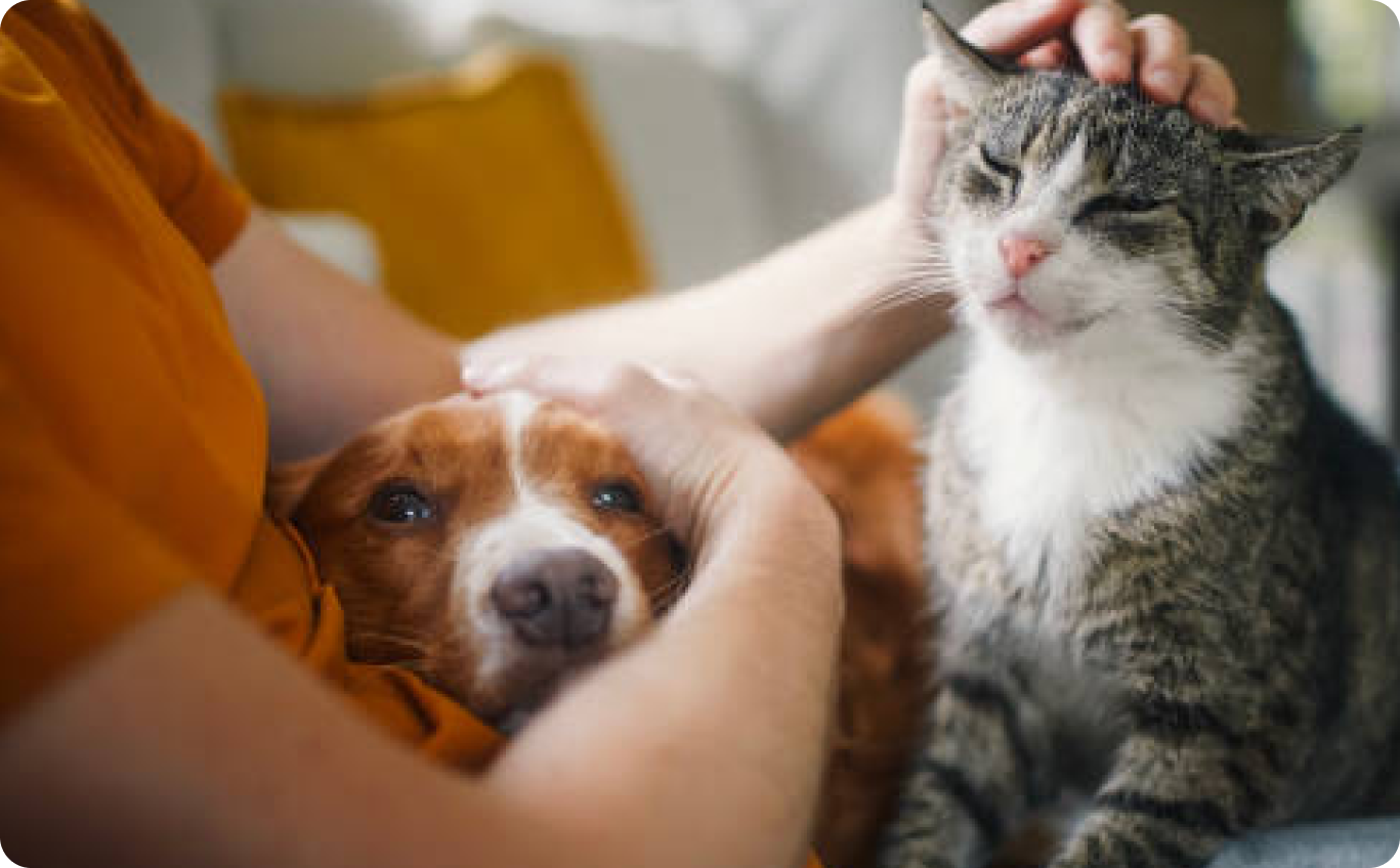 Pet Program Volunteer Opportunities